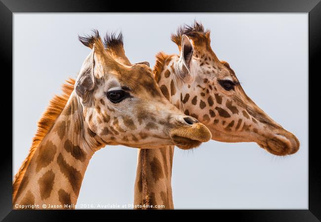 West African giraffe pair Framed Print by Jason Wells