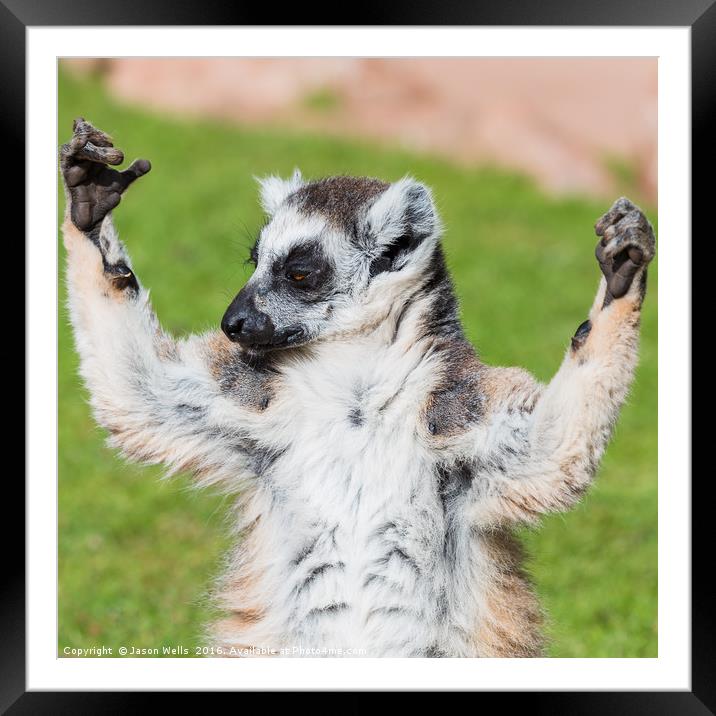A ring-tailed lemur enjoying the sunshine Framed Mounted Print by Jason Wells