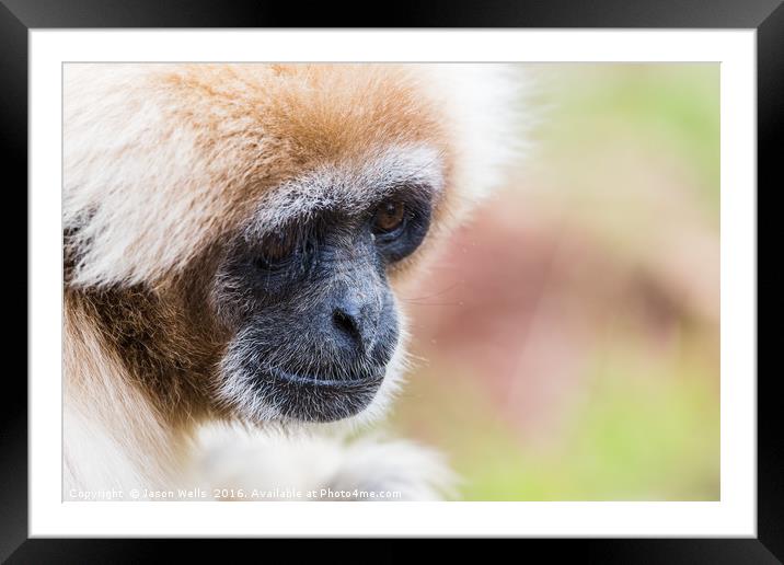 Portrait of a white-handed gibbon Framed Mounted Print by Jason Wells