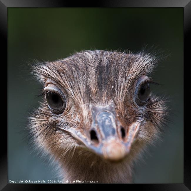 Up close with an Emu Framed Print by Jason Wells