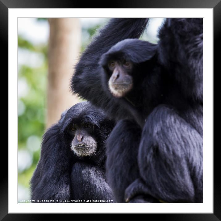 Siamang square crop Framed Mounted Print by Jason Wells