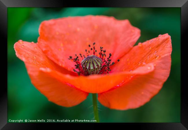 Poppy in full bloom Framed Print by Jason Wells