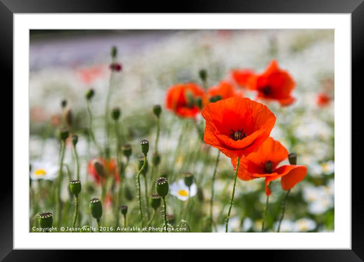 Poppys filling the frame Framed Mounted Print by Jason Wells