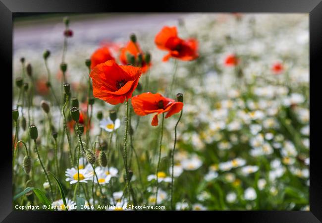 Poppys in front of a sea of bokeh Framed Print by Jason Wells