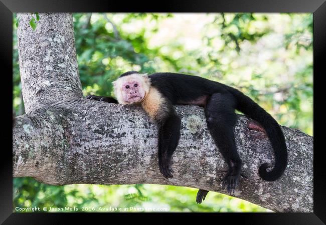White-faced capuchin rests after food Framed Print by Jason Wells