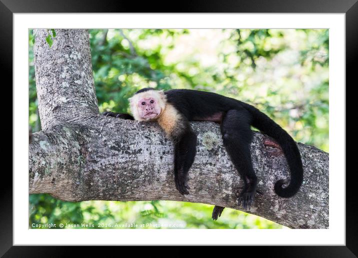 White-faced capuchin rests after food Framed Mounted Print by Jason Wells