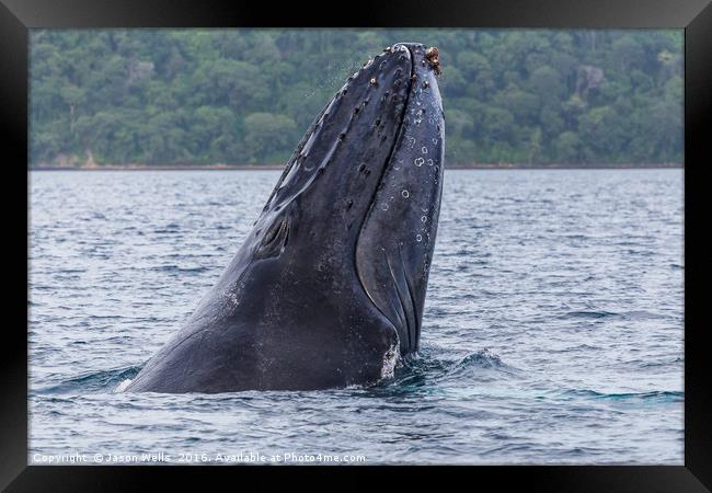 Close-up of a humpback whale breaching Framed Print by Jason Wells