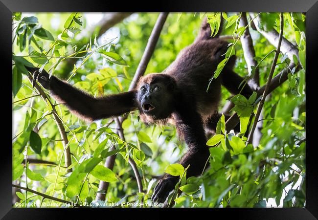 Howler monkey reaching out Framed Print by Jason Wells