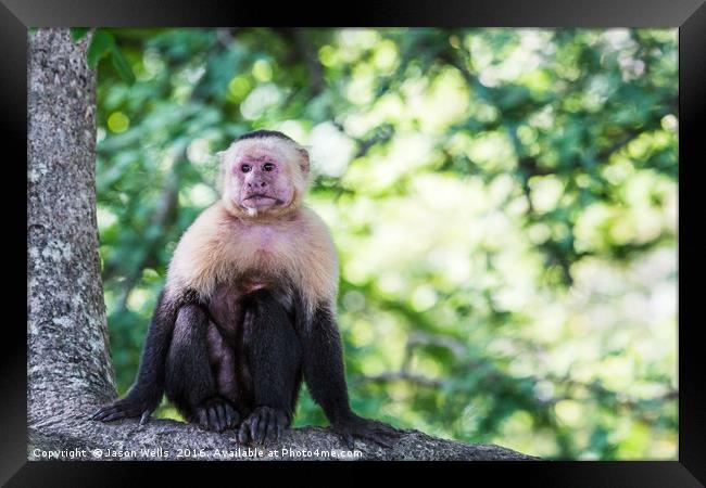 A white faced capuchin perches on a branch Framed Print by Jason Wells