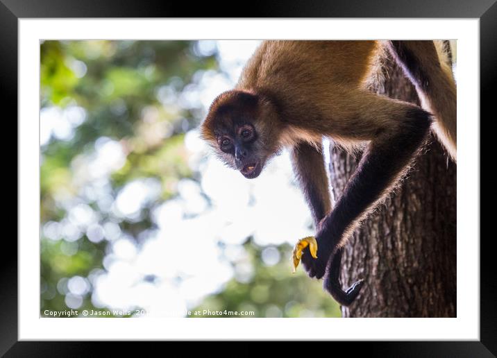 Spider monkey feeding Framed Mounted Print by Jason Wells