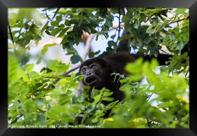 A howler monkey reaches out for a branch full of l Framed Print by Jason Wells