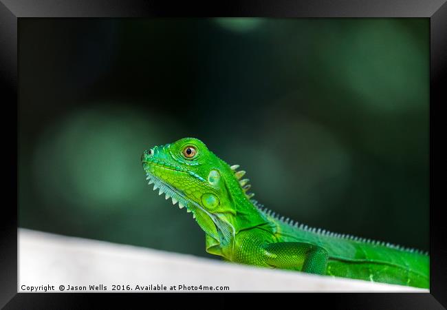 Baby Green Iguana Framed Print by Jason Wells