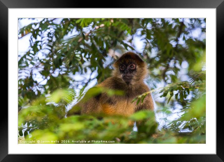 A spider monkey in the tree tops Framed Mounted Print by Jason Wells