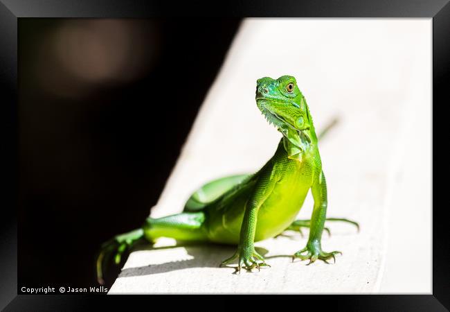 Juvenile Green Iguana Framed Print by Jason Wells