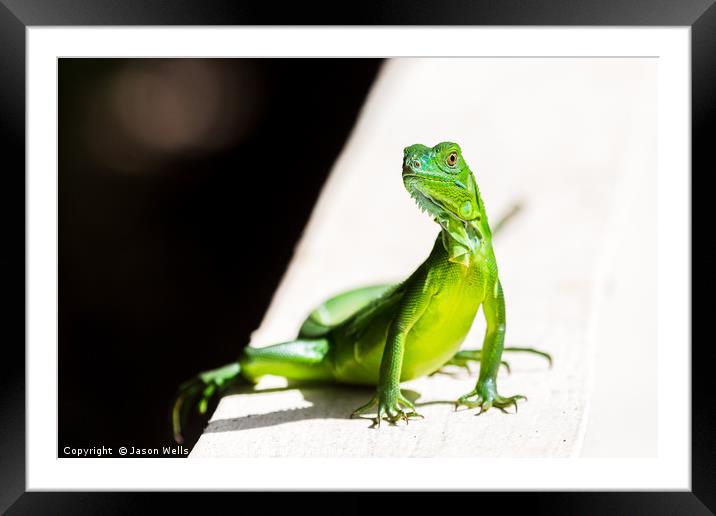 Juvenile Green Iguana Framed Mounted Print by Jason Wells