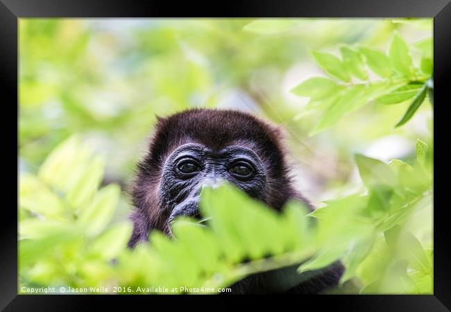 Portrait of a howler monkey Framed Print by Jason Wells