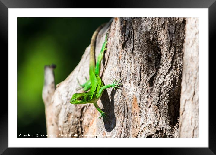 Green spiny lizard on a tree Framed Mounted Print by Jason Wells
