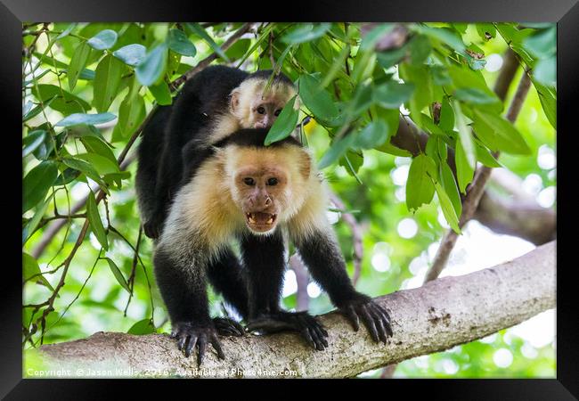 White faced capuchin protecting its baby Framed Print by Jason Wells