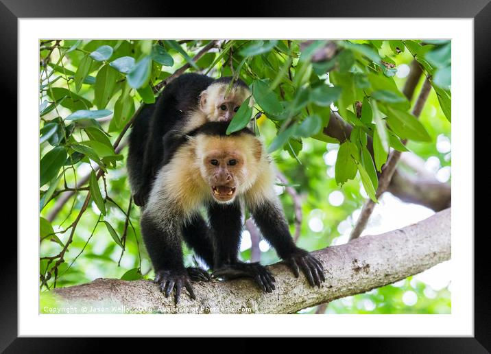 White faced capuchin protecting its baby Framed Mounted Print by Jason Wells