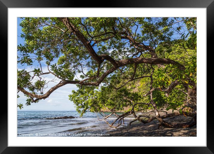 The dry forest meets the Pacific Ocean Framed Mounted Print by Jason Wells