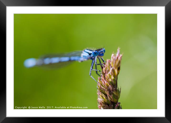 Common Blue Damselfly roosting Framed Mounted Print by Jason Wells