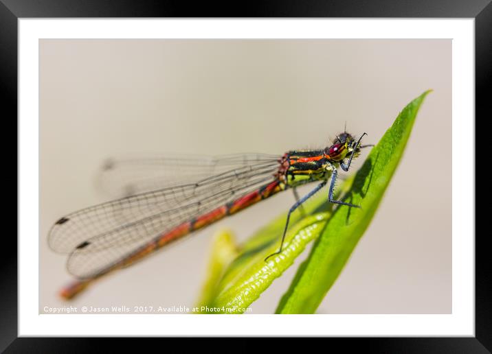 Immature Large Red Damselfly Framed Mounted Print by Jason Wells
