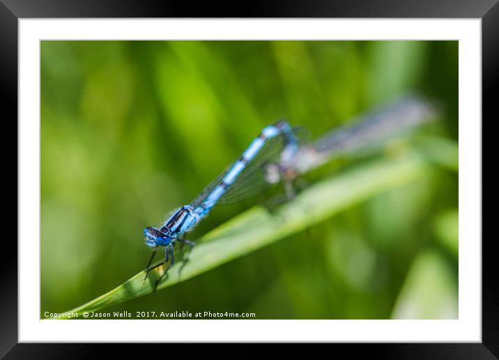 Common Blue Damselfly mating Framed Mounted Print by Jason Wells