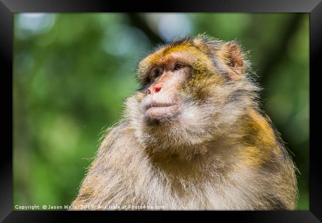 Barbary macaque enjoying some sunshine Framed Print by Jason Wells