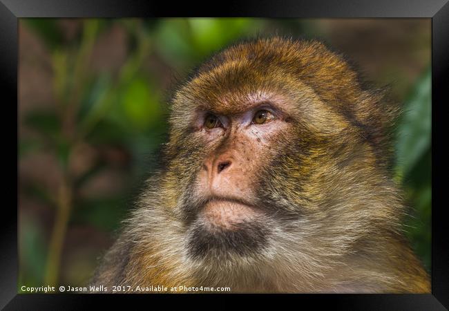 Portrait of an adult Barbary macaque Framed Print by Jason Wells
