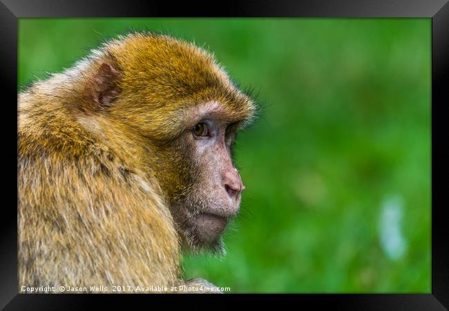 Adult Barbary macaque glances into the distance Framed Print by Jason Wells
