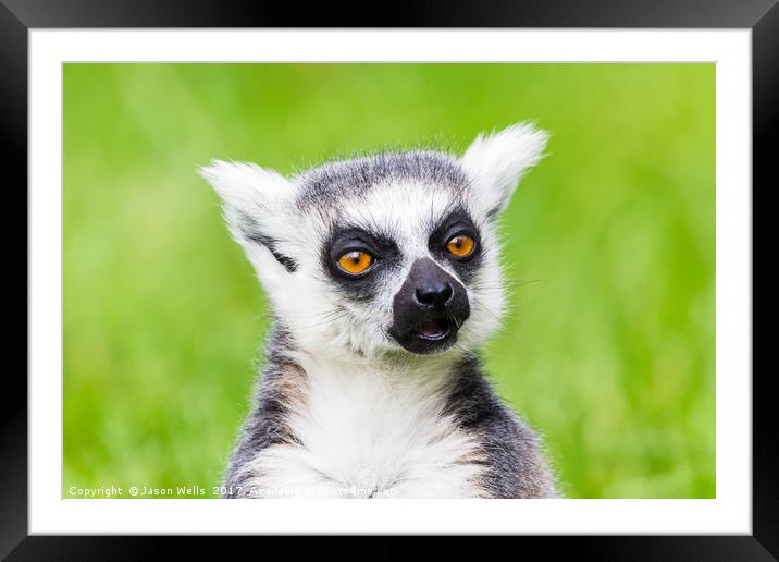 Ring-tailed lemur chewing Framed Mounted Print by Jason Wells