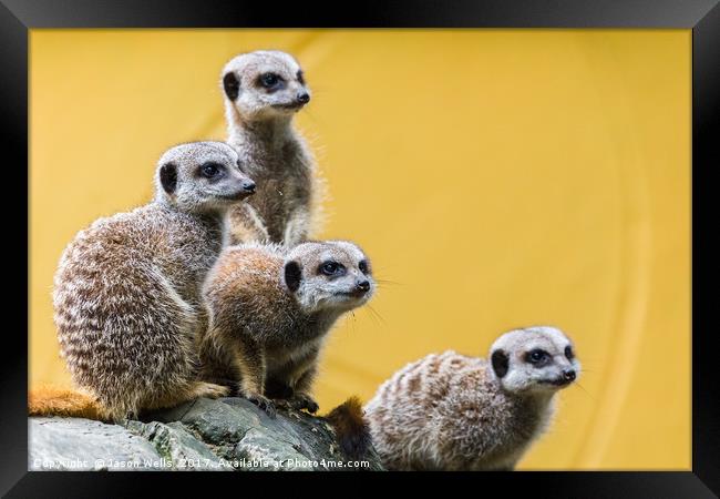 Meerkats on the look out Framed Print by Jason Wells