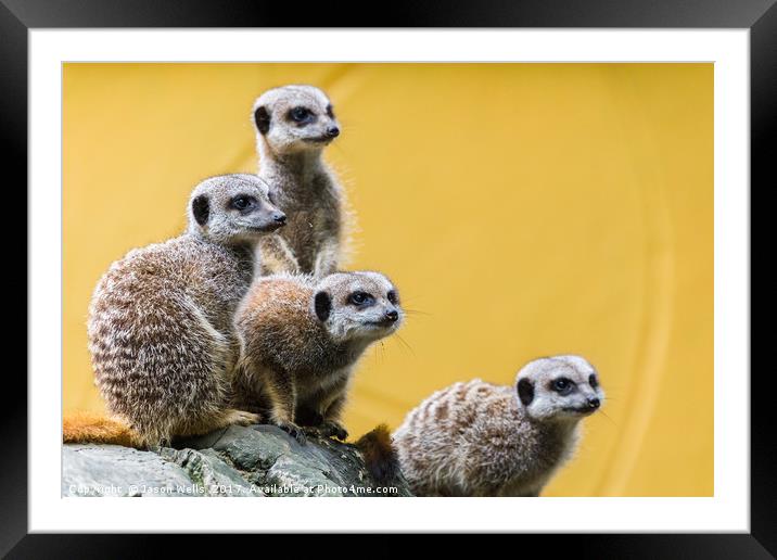 Meerkats on the look out Framed Mounted Print by Jason Wells