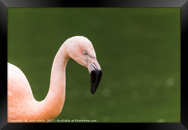 Chilean flamingo on the waters edge Framed Print by Jason Wells