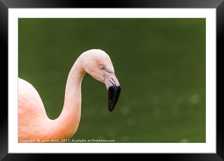 Chilean flamingo on the waters edge Framed Mounted Print by Jason Wells