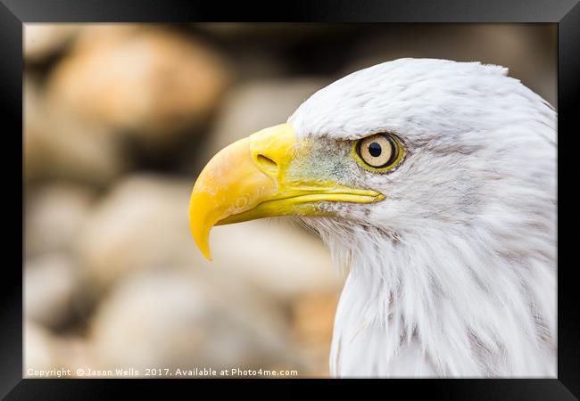 Side on head shot of a Bald Eagle Framed Print by Jason Wells