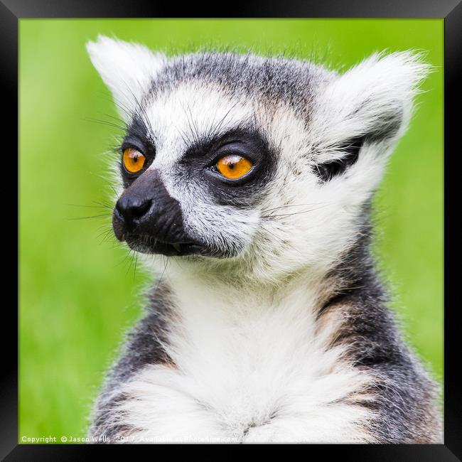 Ring-tailed lemur portrait Framed Print by Jason Wells