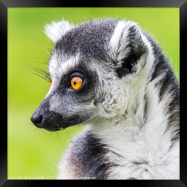 Ring-tailed lemur pictured against the grass Framed Print by Jason Wells