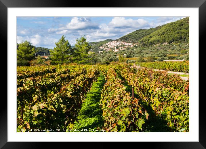 Posip grapes being grown in Cara Framed Mounted Print by Jason Wells