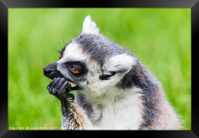 Ring-tailed lemur feeding Framed Print by Jason Wells