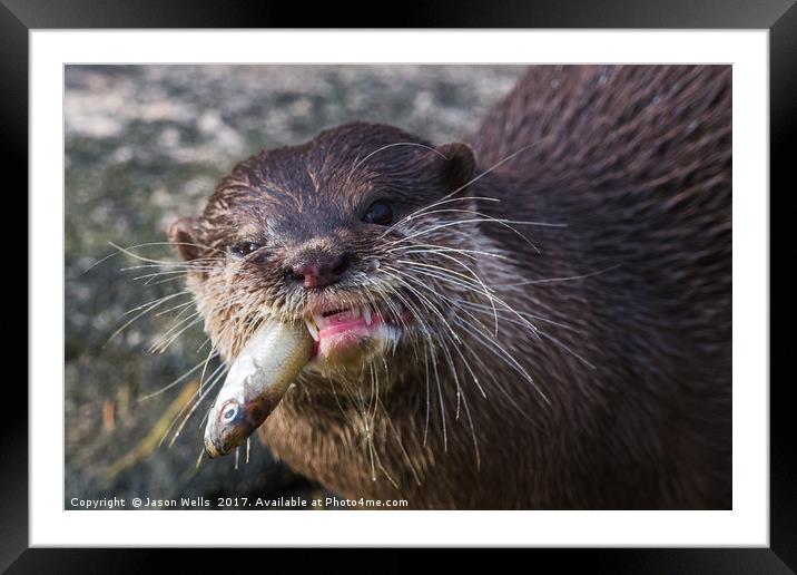 Asian small-clawed otter chewing Framed Mounted Print by Jason Wells
