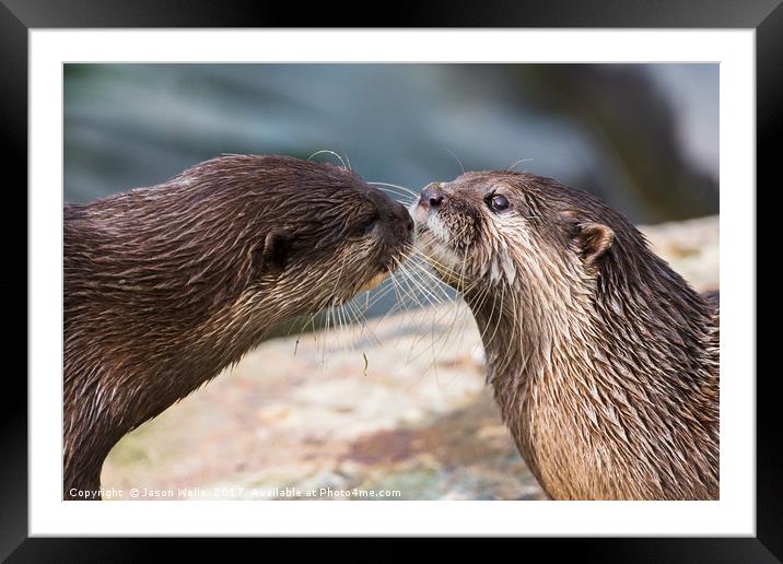 Asian small-clawed otter pair Framed Mounted Print by Jason Wells