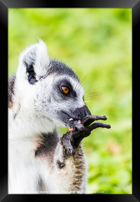 Ring-tailed lemur cleaning itself Framed Print by Jason Wells