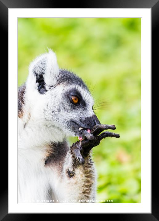 Ring-tailed lemur cleaning itself Framed Mounted Print by Jason Wells