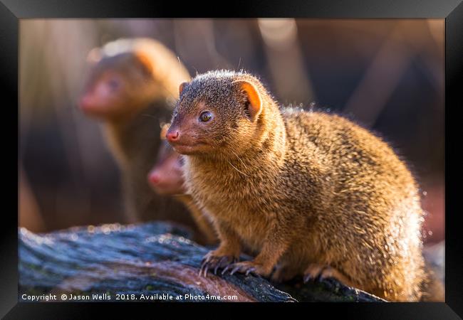 Common dwarf mongoose Framed Print by Jason Wells