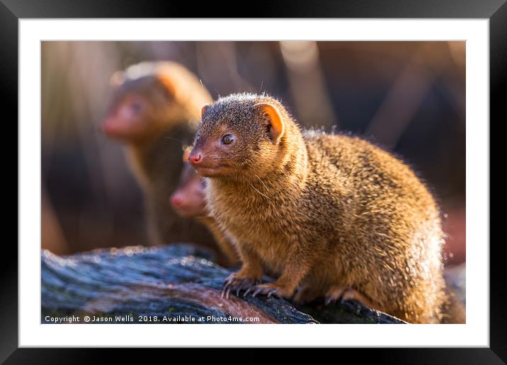 Common dwarf mongoose Framed Mounted Print by Jason Wells