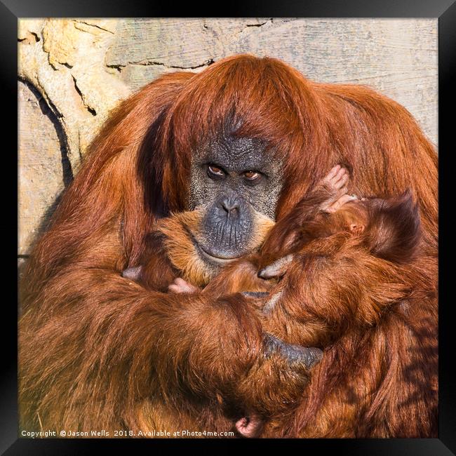 Mother and baby Sumatran Orangutans Framed Print by Jason Wells