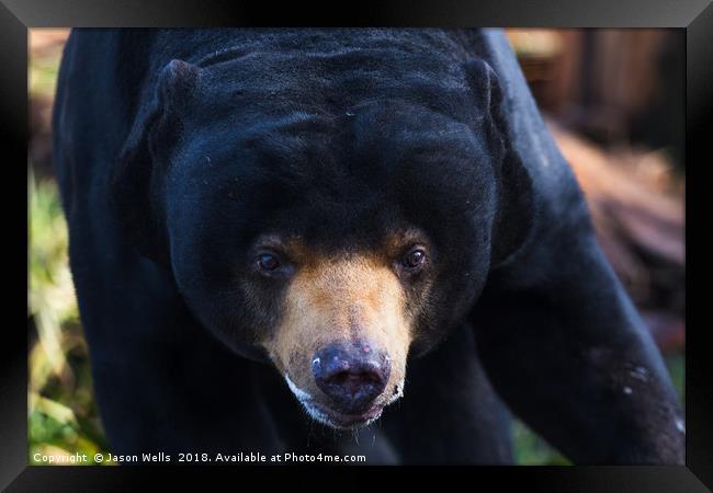 Malayan sun bear wonders towards the camera Framed Print by Jason Wells