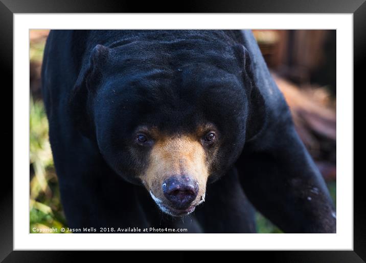Malayan sun bear wonders towards the camera Framed Mounted Print by Jason Wells