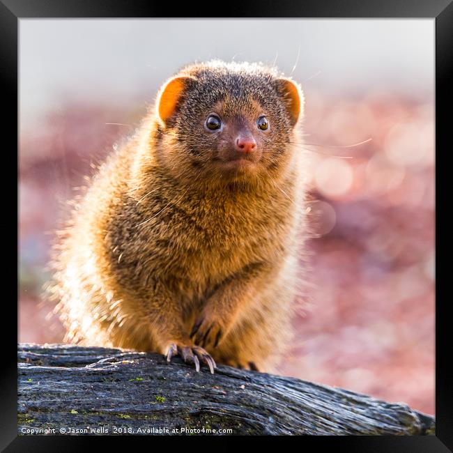 Backlit Common dwarf mongoose Framed Print by Jason Wells